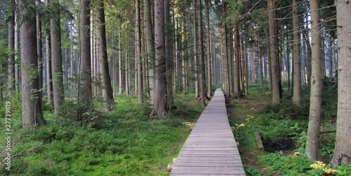 Slika na platnu Strake to Rejvic nature reserve in Jeseniky