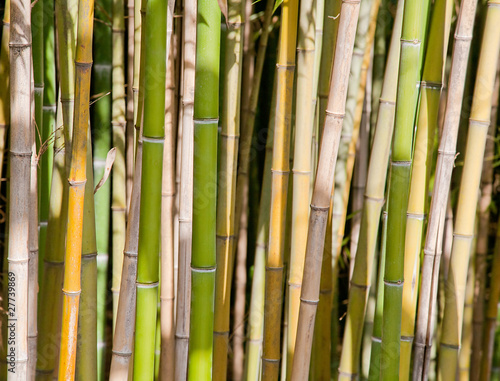 bamboo forest background