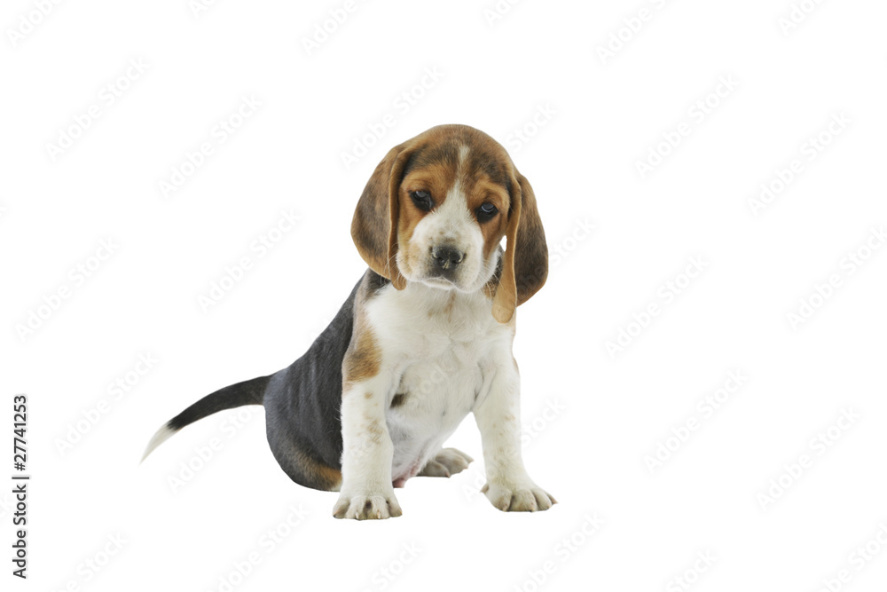 charming little beagle -  puppy dog