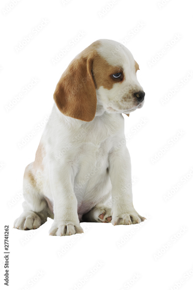 very sad beagle