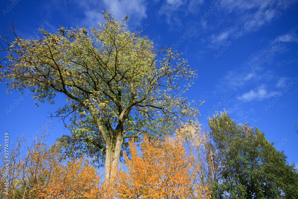 Fototapeta premium autunno