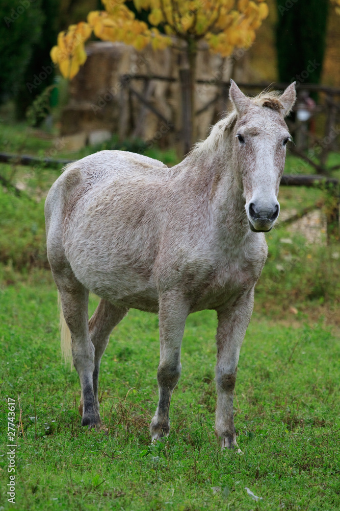 cavallo cavallo