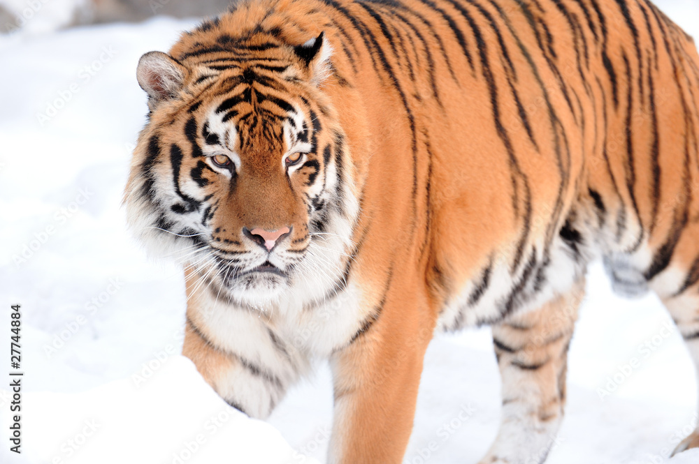 Fototapeta premium tiger on the snow
