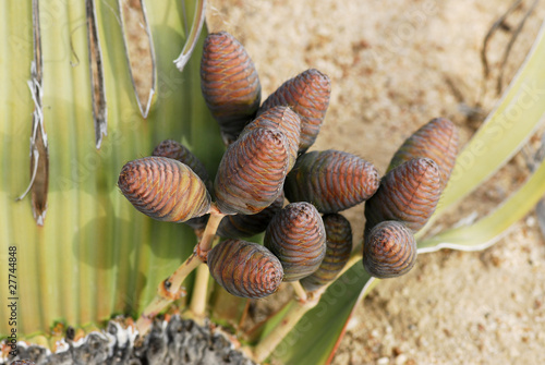 Welwitschia mirabilis, (weiblich)