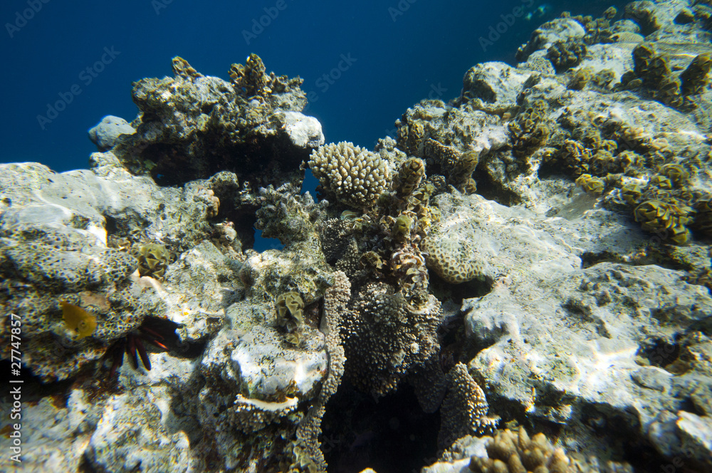 Naklejka premium coral coast