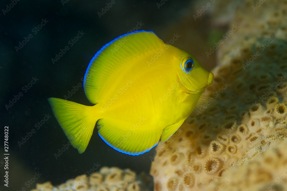 Naklejka premium Juvenile Blue Tang-Acanthurus coeruleus