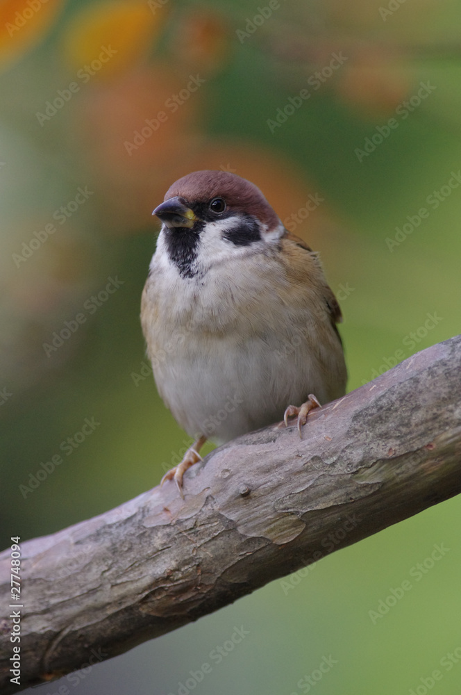 Naklejka premium Wróbel