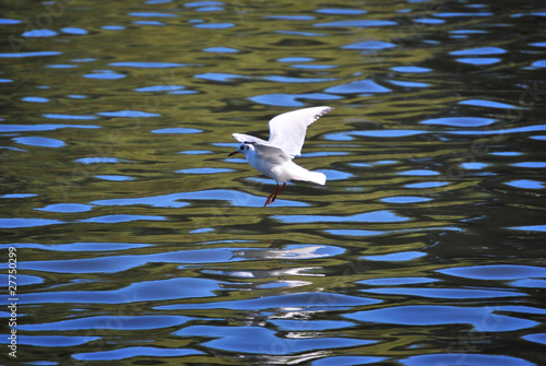 A female non-breeding black-headed gull landing, wings spread.