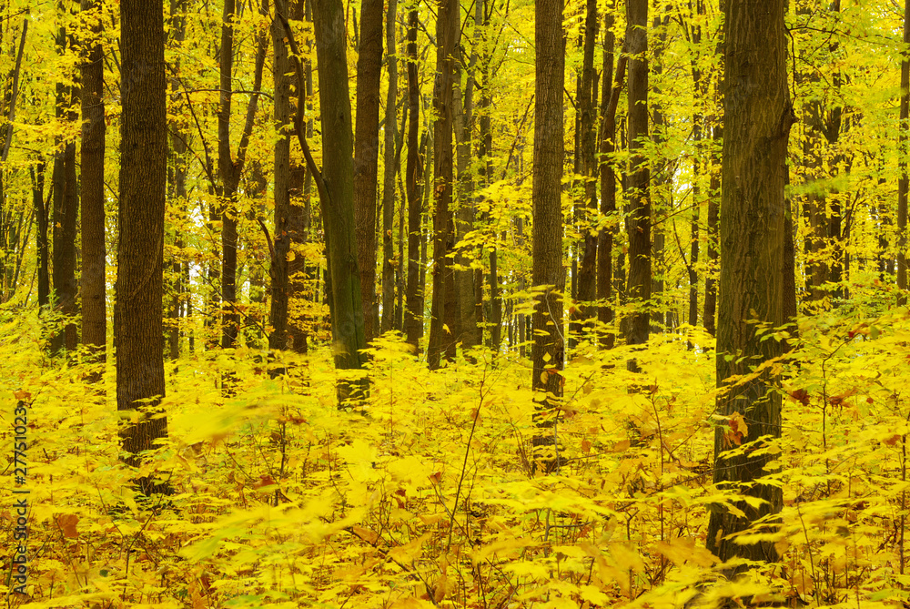 Obraz premium autumn forest