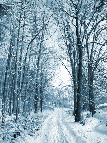 Winter road to wood. The trees covered with snow