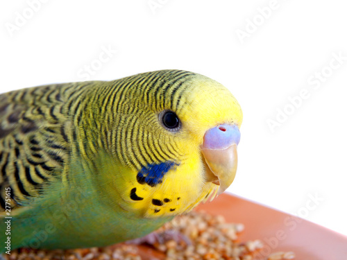 budgerigar on white background