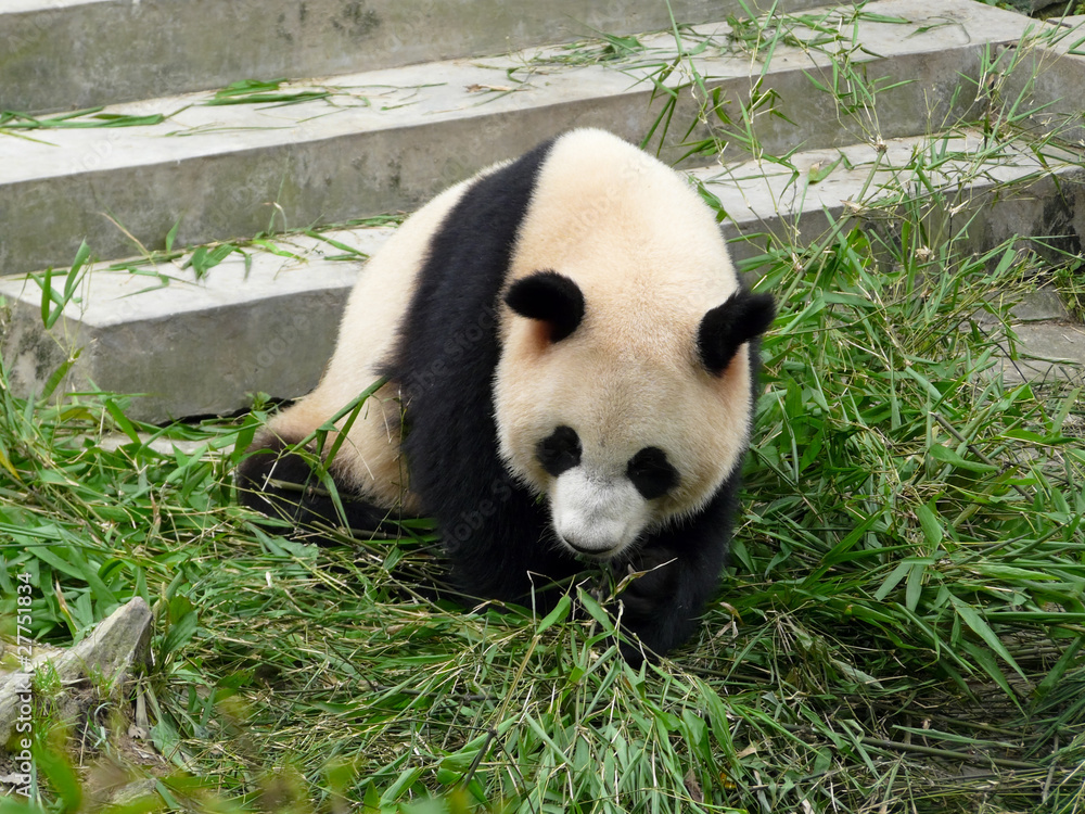 Fototapeta premium panda géant