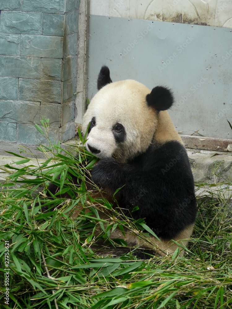 Fototapeta premium Panda