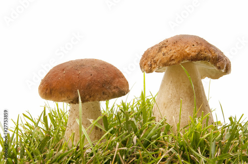 boletus in the forest