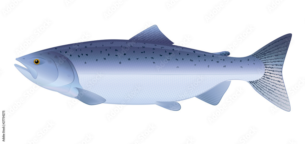Obraz premium Atlantic Salmon. 