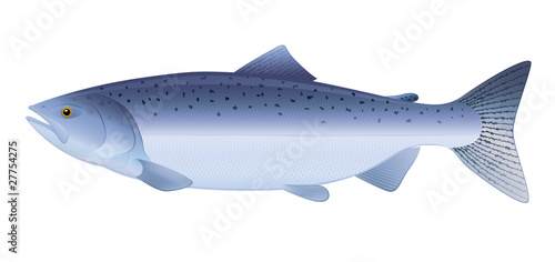 Atlantic Salmon. "Full compatible. Created with gradients."