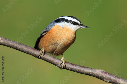 Red-breasted Nuthatch On A Perch