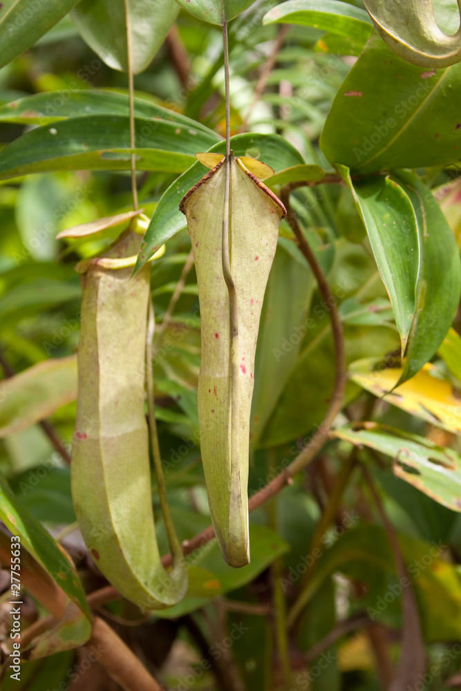 Obraz premium Kannenpflanze 8406