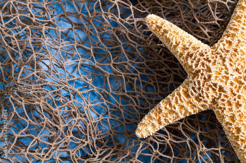 Sea star on fishing net