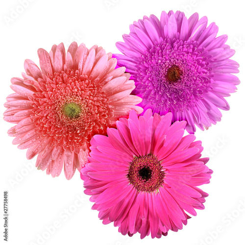 Set of three flowers isolated on white background