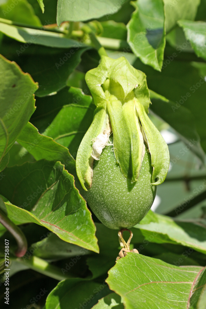 jeune fruit de la passion, passiflora edulis, maracuja jeune fruit de la passion, passiflora edulis, maracuja