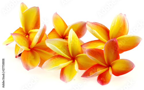 fleurs jaunes de frangipanier