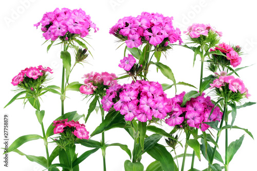 Pink carnations isolated