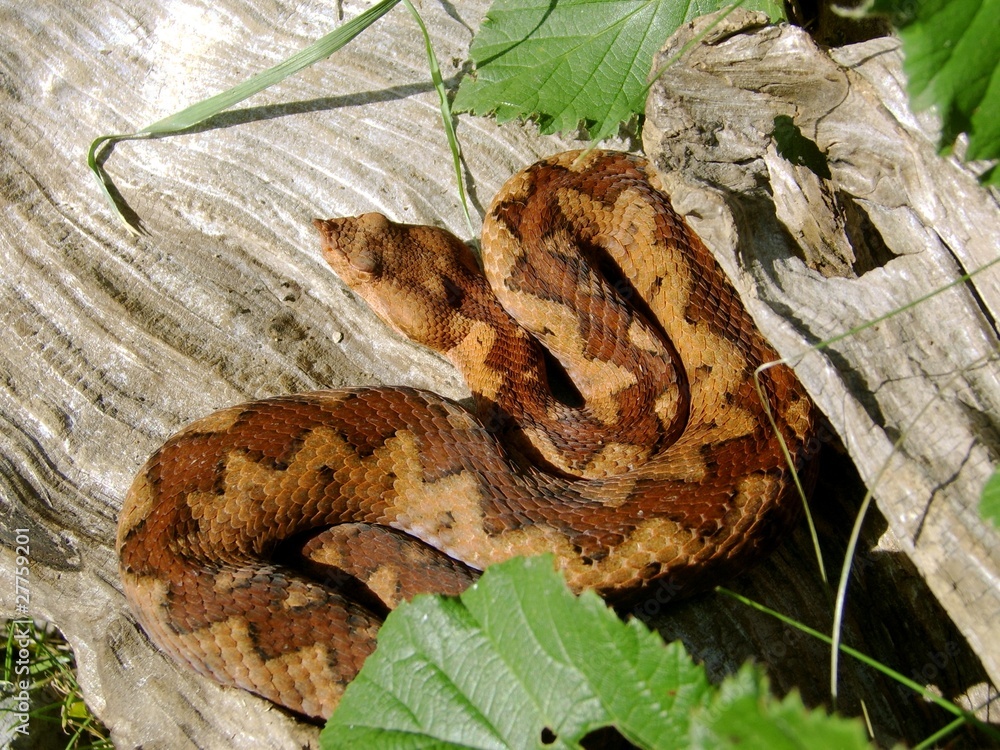 Fototapeta premium Europ. Hornviper, Vipera ammodytes