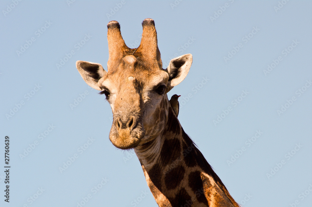 Fototapeta premium Giraffe closeup (head)