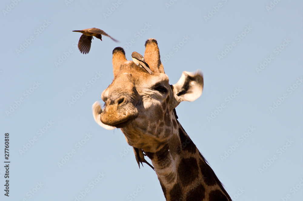 Giraffe closeup (head)