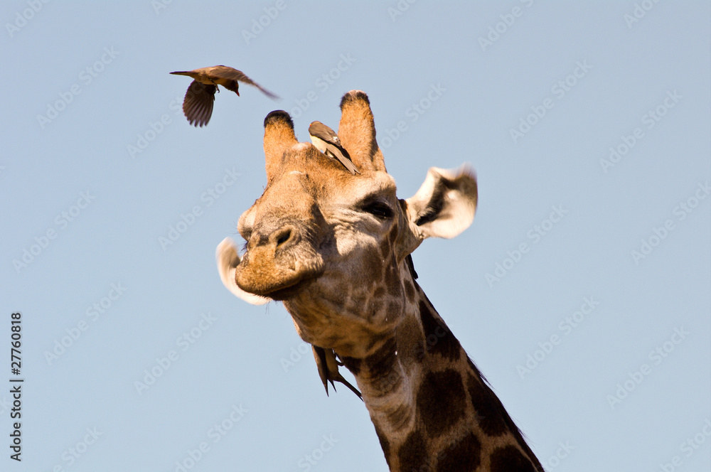 Obraz premium Giraffe closeup (head)