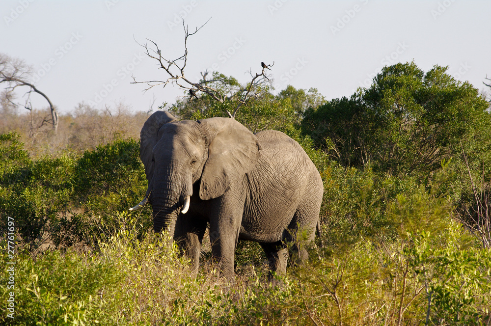 Fototapeta premium Elephant in Kruger national park (Loxodonta africana)