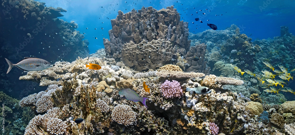 Coral scene - panorama