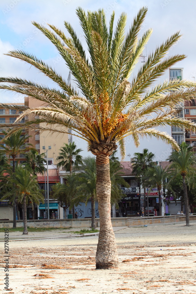 Fototapeta premium Palm tree - Palma de Mallorca - Balearic Islands