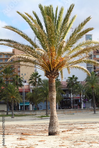 Palm tree - Palma de Mallorca - Balearic Islands