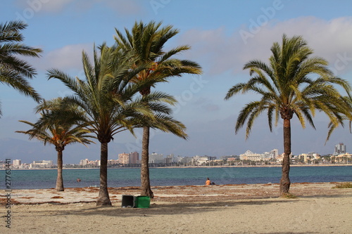 Palm tree - Palma de Mallorca - Balearic Islands © Curioso.Photography