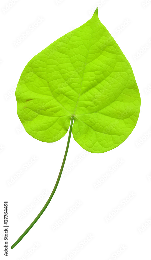 High resolution green summer leaf High resolution green summer leaf