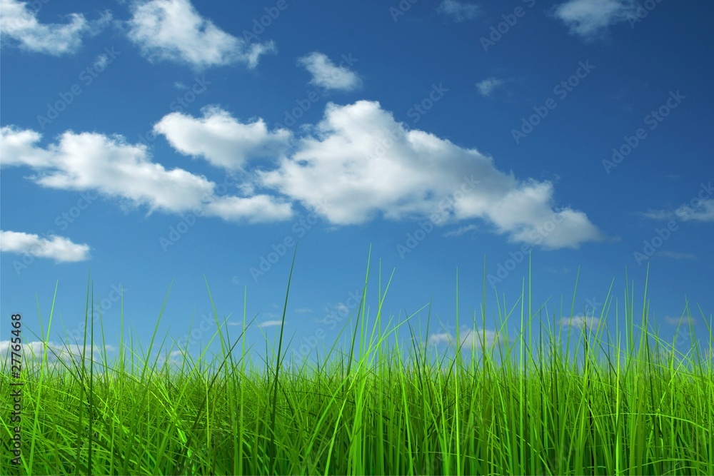 Green grass over a blue sky background