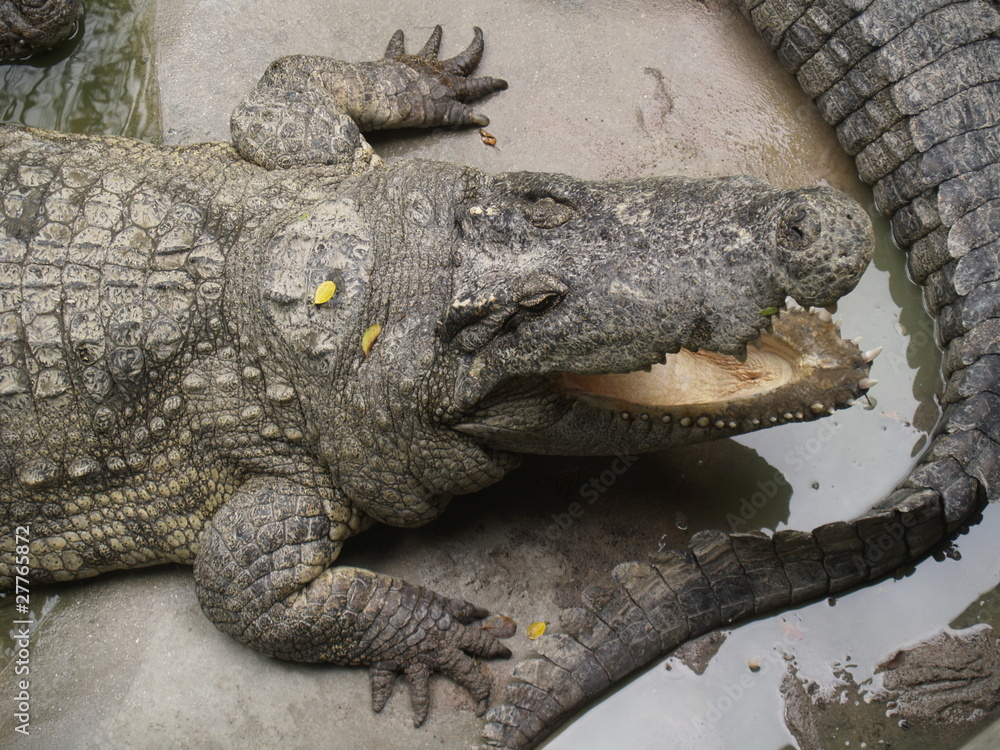 Fototapeta premium crocodile