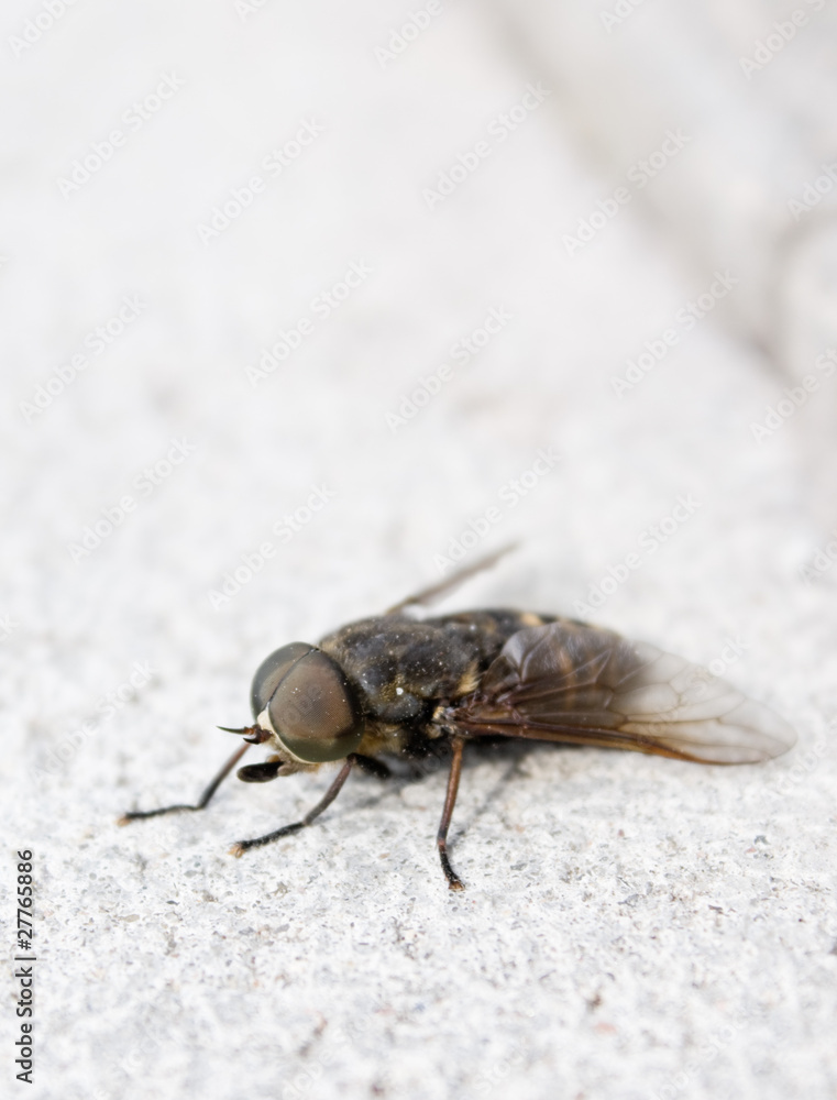 Close-up of fly Close-up of fly