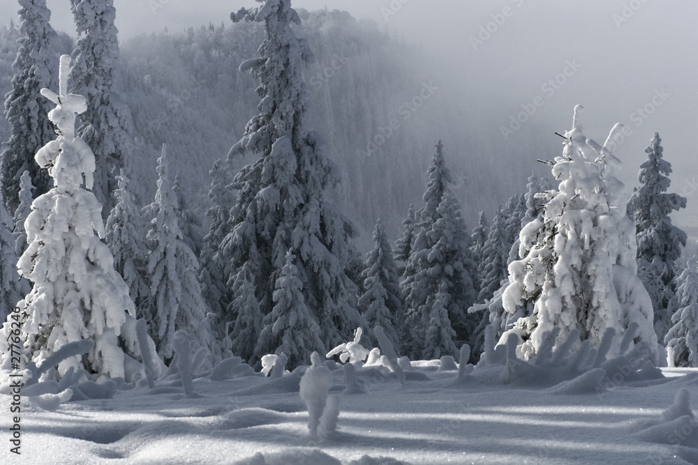 Fototapeta premium trees with snow