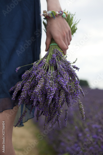 Fototapeta Naklejka Na Ścianę i Meble -  Bunch of Lavender in Hand
