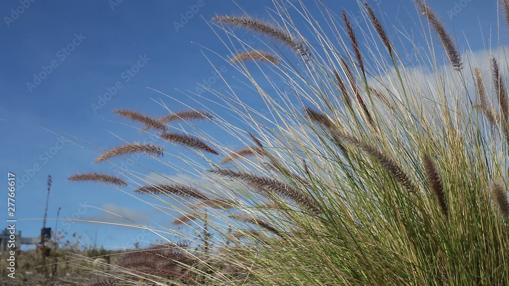 grass blowing in the wind grass blowing in the wind