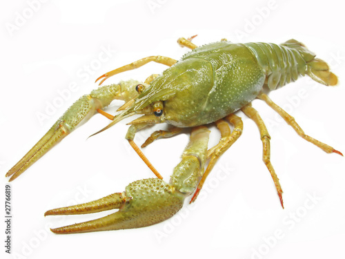 green river lobster