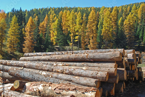 larch wood timber industry