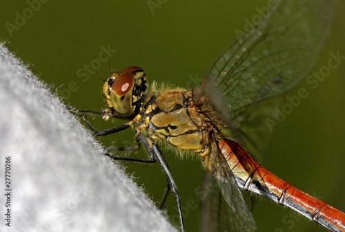 Detail of dragonfly (Sympetrum sanguineum) on the green background