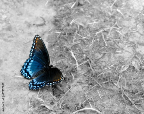 Red-Spotted Purple butterfly color on black and white
