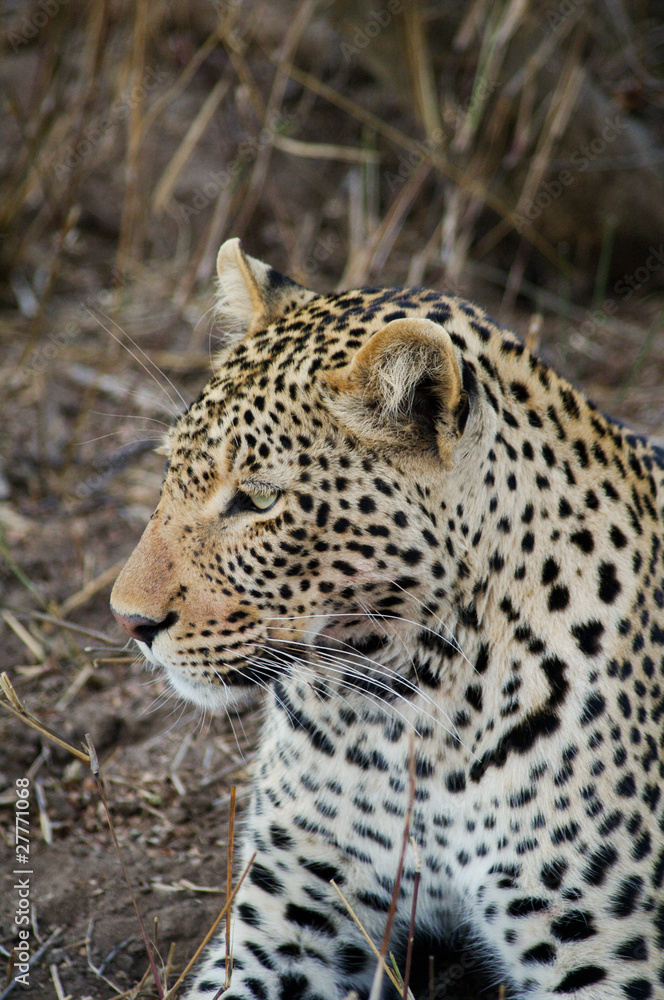 Lying leopard in Kruger park (Panthera pardus pardus) Lying leopard in Kruger park (Panthera pardus pardus)