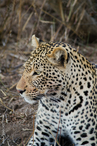 Lying leopard in Kruger park  Panthera pardus pardus 
