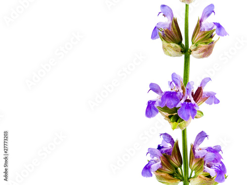 Blooming Flowers Before a Blank White Background